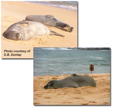 Monk Seals resting on the sand
