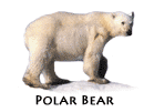 Click here for Polar Bears.
