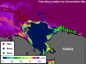map showing location of polar bears North of Alaska on image of ice concentration